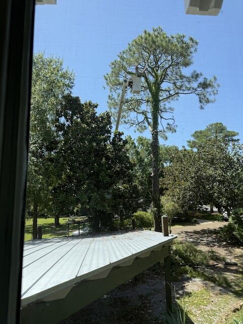 Southern Tree Surgery, Ocean Springs
