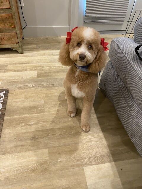 Sandi's Pet Grooming, Ocean Springs