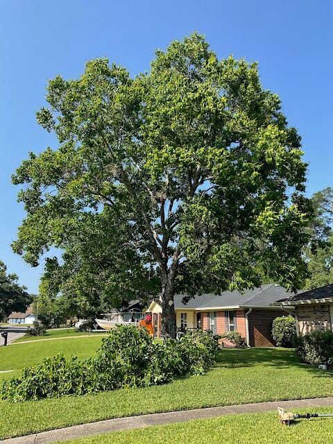 Danny McClain's Tree Care, LLC, Ocean Springs
