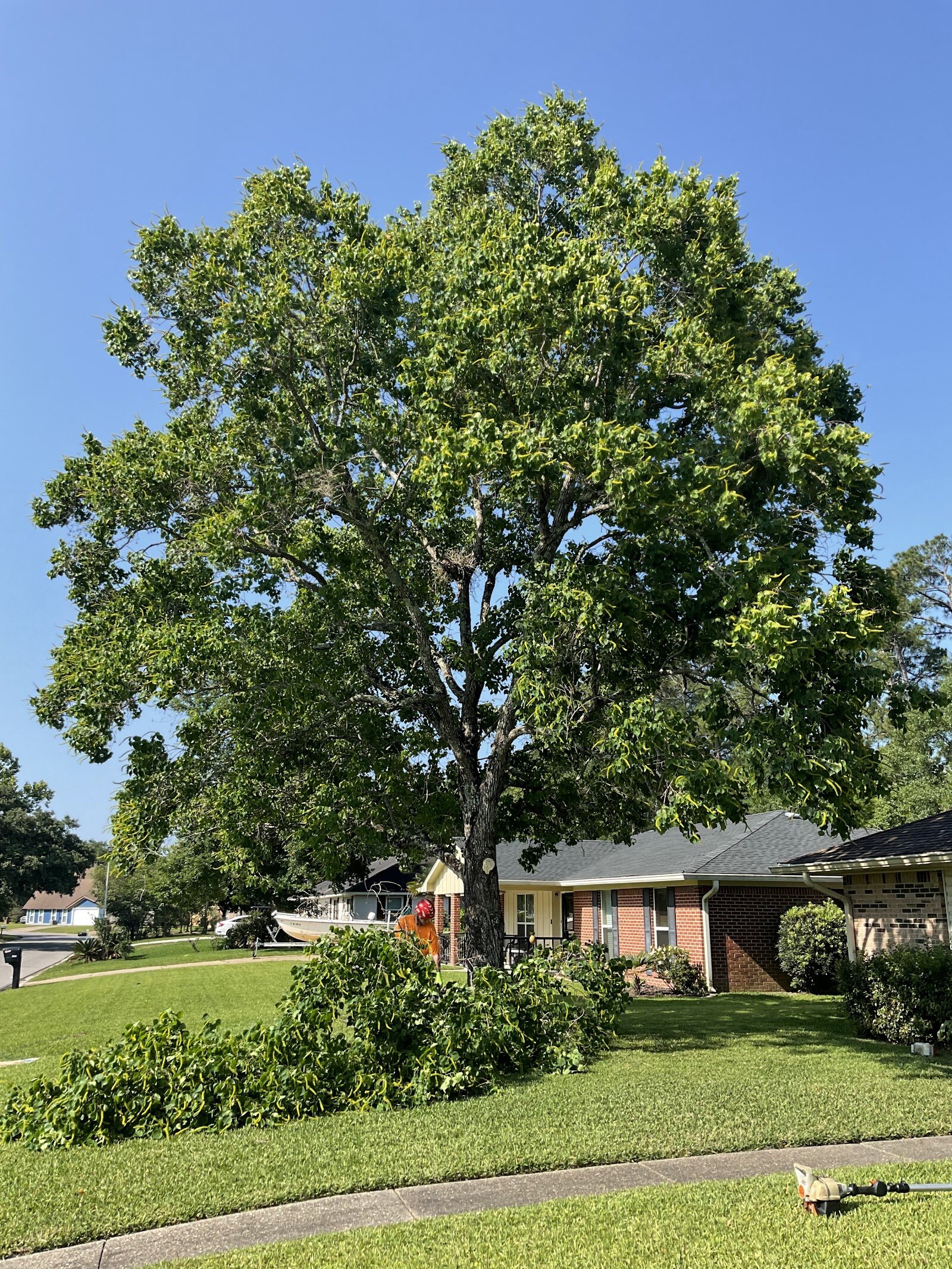 Storefront of Danny McClain's Tree Care, LLC, Ocean Springs.