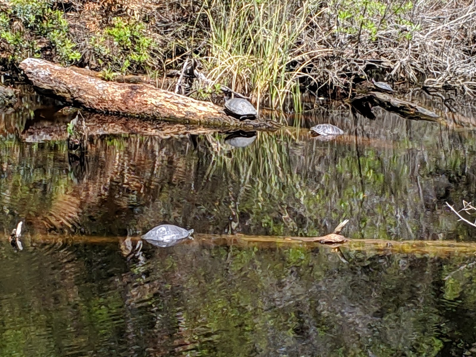 Davis Bayou, Gulf Islands National Seashore.